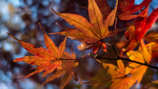Walking the Kumano Kodo